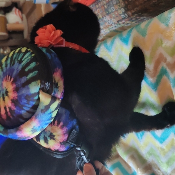 ✔️Cat/ small dog harness - Picture 3 of 5